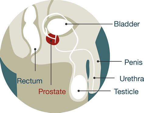 The prostate is a gland of the male reproductive system. In adults, it is about the size of a walnut, [3] and has an average weight of about 11 grams, usually ranging between 7 and 16 grams. [4] The prostate is located in the pelvis. It sits below the urinary bladder and surrounds the urethra. 